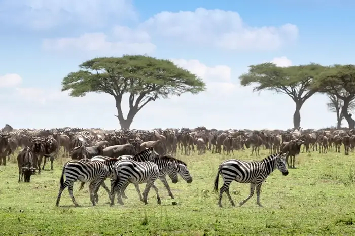 Travel to Tanzania